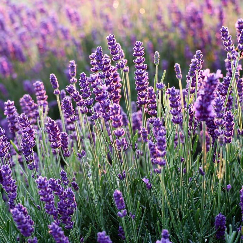 Set 4 Lavender Plants Live, Lavandula Perennial Well Rooted Plants, Fragrant Perennial 4-8" Height for Planting (Provence Lavender)