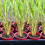 2 Lemon Grass Live Plants, Lemongrass Plants Live, 10 Inc in Height