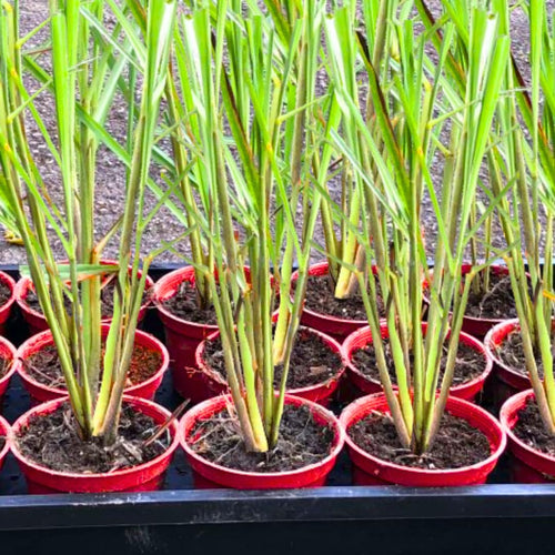 2 Lemon Grass Live Plants, Lemongrass Plants Live, 10 Inc in Height