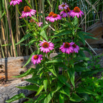 Set 3 of Purple Echinacea Coneflower Plants Roots, 4 to 5 Inc Tall, Echinacea Plants Live, Coneflower Plant for Gardening Outdoor and Indoor Growing