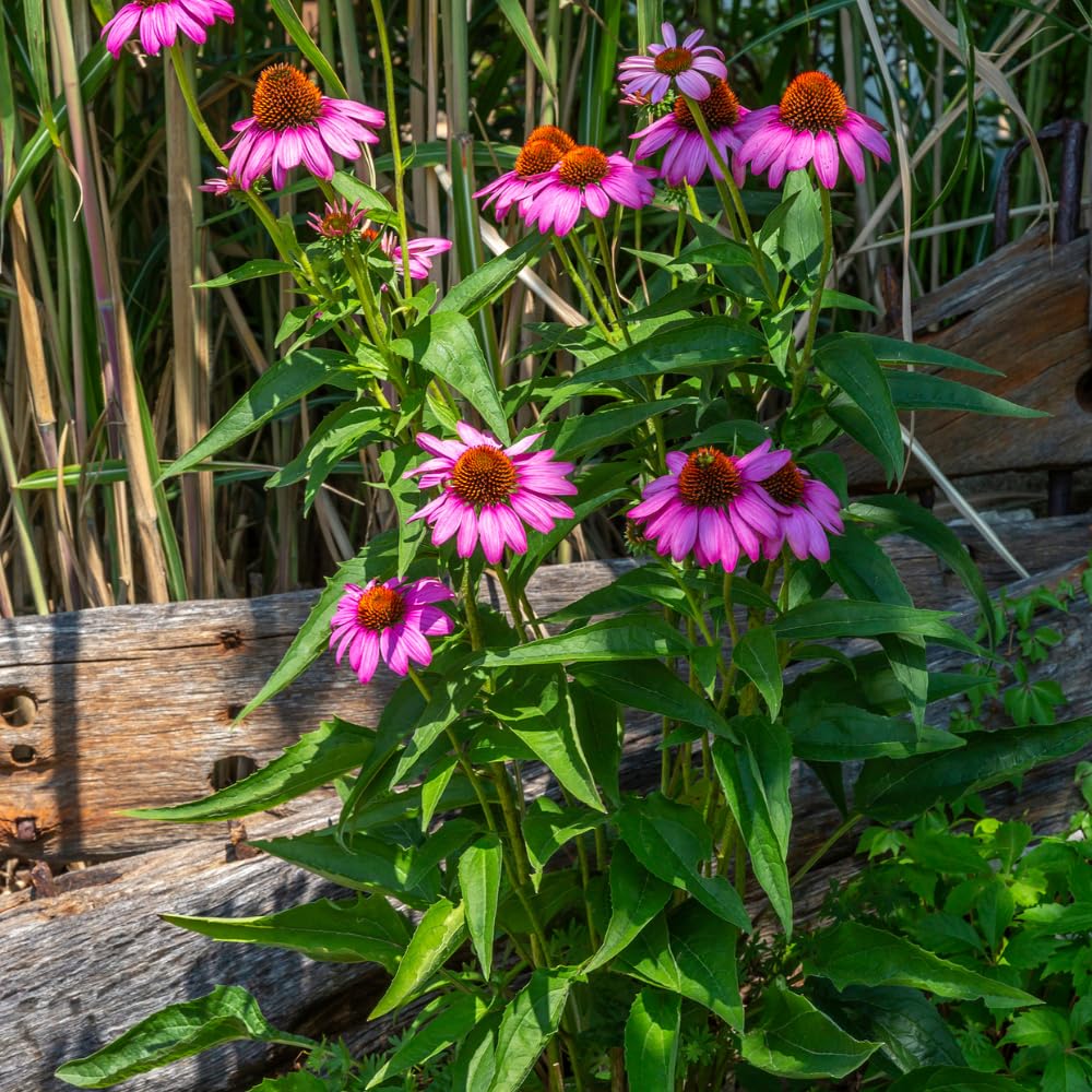 Set 3 of Purple Echinacea Coneflower Plants Roots, 4 to 5 Inc Tall, Echinacea Plants Live, Coneflower Plant for Gardening Outdoor and Indoor Growing