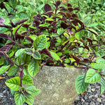 Set 4 Plectranthus Swedish Ivy Plants Live Houseplant, in 4 Inch Pot, Swedish Ivy Live Plants, 4 to 6 Inch Tall, Swedish Ivy Vine (Purple Swedish Ivy)