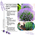 Pack 4 Lavender Plants Live, Lavandula Perennial Plants, 4-8" Height, Fragrant Perennial Flowers, No Pot (Provence Lavender)