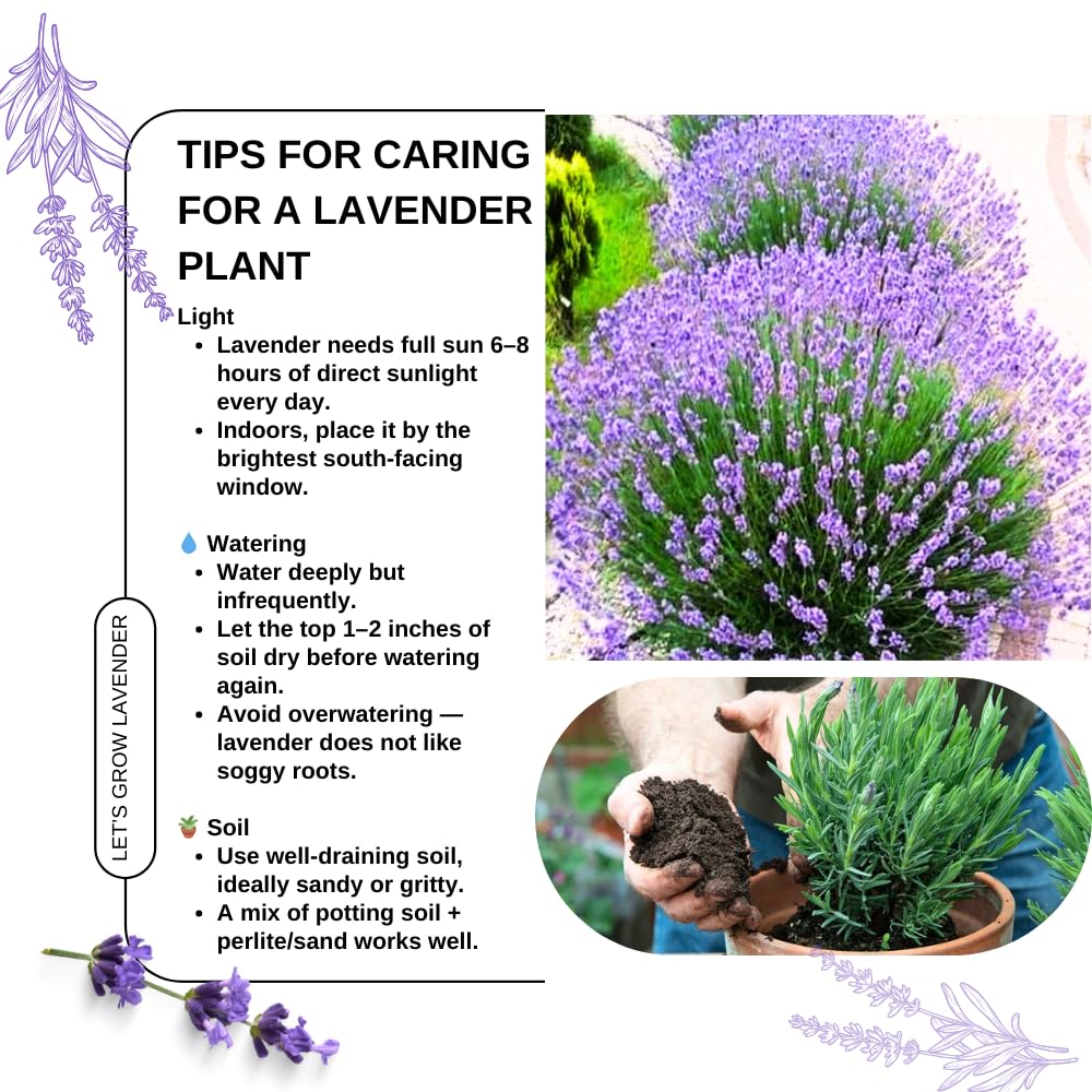 Pack 4 Lavender Plants Live, Lavandula Perennial Plants, 4-8" Height, Fragrant Perennial Flowers, No Pot (Provence Lavender)