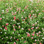 Hot Lips Salvia Plant, 4 Inch Pot Live Flowering Perennial, Red White Blooms, 4-8" Tall Hot Lips Salvia Sage Plants for Outdoor Garden