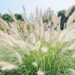 Set 3 Fountain Grass Plants Live Clumps for Planting Your Garden, 4-8 Inch Tall, Ornamental Grasses Live Plants Perennial (White Fountain Grass)