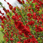 Red Flowering Quince Tree Live Plant in 4" Pot, Chaenomeles Japonica Bush Shrub, Well Rooted Plants, Dormant in Winter