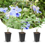2 Clerodendrum Live Plants, Clerodendrum Wallichi Blue Butterfly Blooms, 5-9 Inc Tall