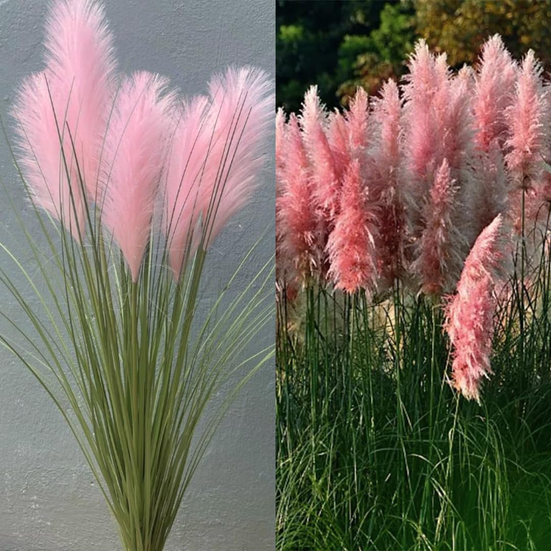 2 Pink Pampas Grass Plants Live, Ornamental Grasses Live Plants Perennial, Pampas Grass Live Plants Outside