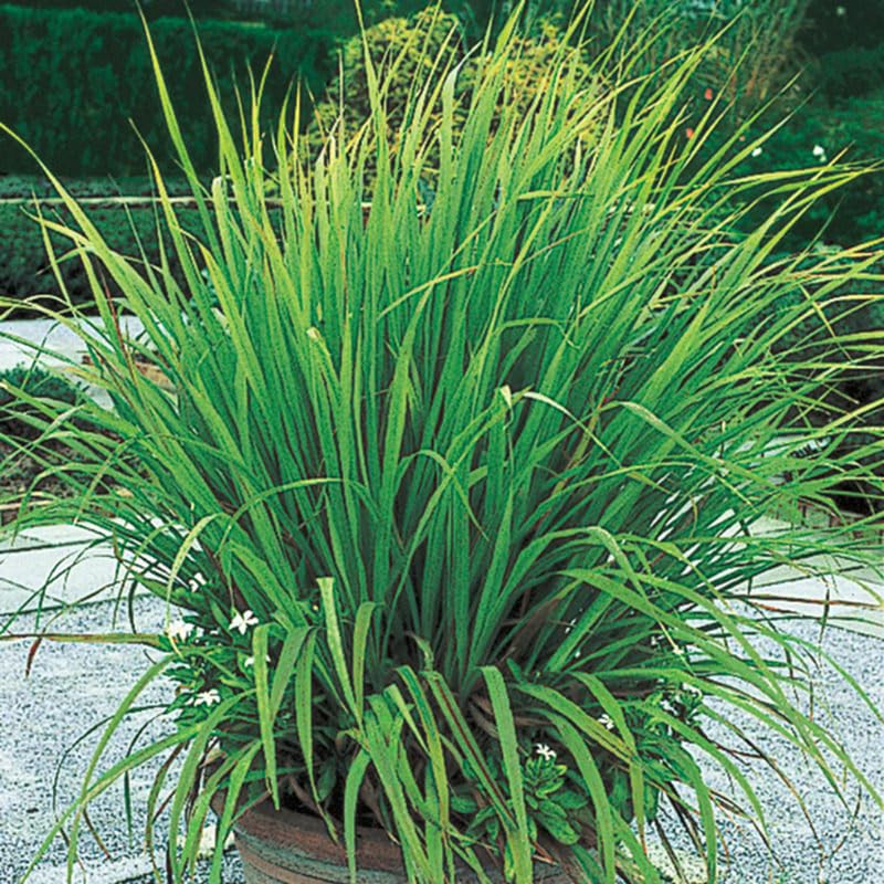 3 Lemon Grass Live Plants, Lemongrass Plants for Outside, Indoor Outdoor Herb Rooted Lemongrass Stalks