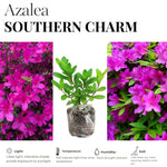 Pack 2 Pink Azalea Plants Live, Rhododendron Azalea Tree Live Plants Like, 5-9 Inches in Tall, Spring Blooms