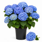 Blue Hydrangea Bushes Live Plant in 2.5'' Pot, Well Rooted Vibrant Hydrangea Tree Shrub 4-7 Inches for Planting