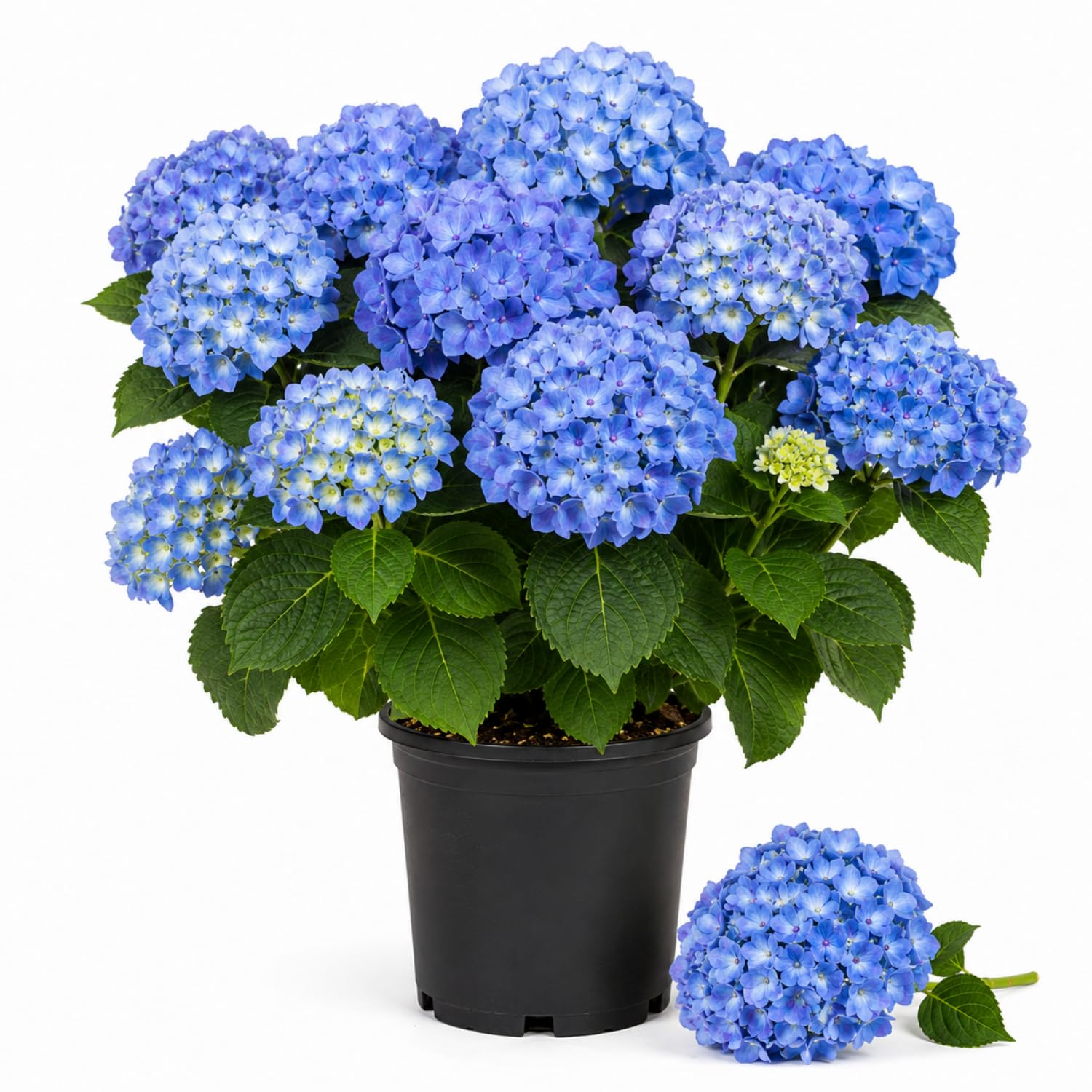 Blue Hydrangea Bushes Live Plant in 2.5'' Pot, Well Rooted Vibrant Hydrangea Tree Shrub 4-7 Inches for Planting