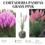 2 Grass Ornamental Grasses Seedlings, Live Grass Perennial Hardy Ornamental Plants, Outdoor Planting, 5-9" Tall (Pink Pampas)