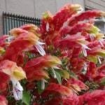 2 Red Shrimp Plants Live, 4 to 6 Inc Tall, Live Shrimp Plant for Garden, Shrimp Live Plant, Shrimp Plant Pot