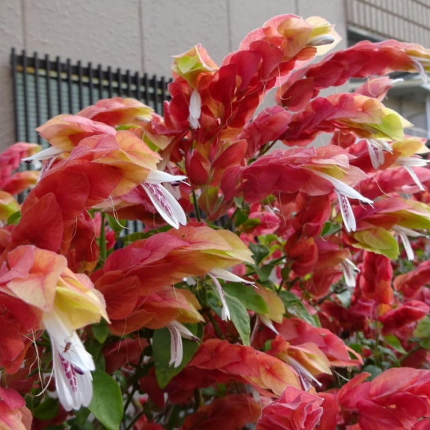 2 Red Shrimp Plants Live, 4 to 6 Inc Tall, Live Shrimp Plant for Garden, Shrimp Live Plant, Shrimp Plant Pot