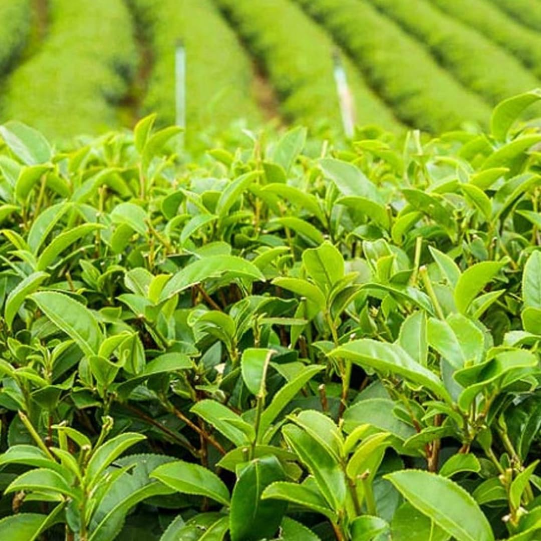 Camellia Sinensis Plant Tree, 4 to 6 Inches Tall, Tea Tree Plant for Gardening Indoor