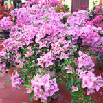 2 Light Purple Bougainvillea Plants Live, Flowering Bougainvillea Vine for Outdoor Garden or Trellis, 5-9 Inch Tall, Very Hardy