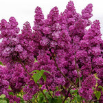 Lilac Plants Live Ready to Plant, 2 to 2.5 Feet Lilac Shrub, Purple Lilac Tree Live Plant, Purple Lilac Tree