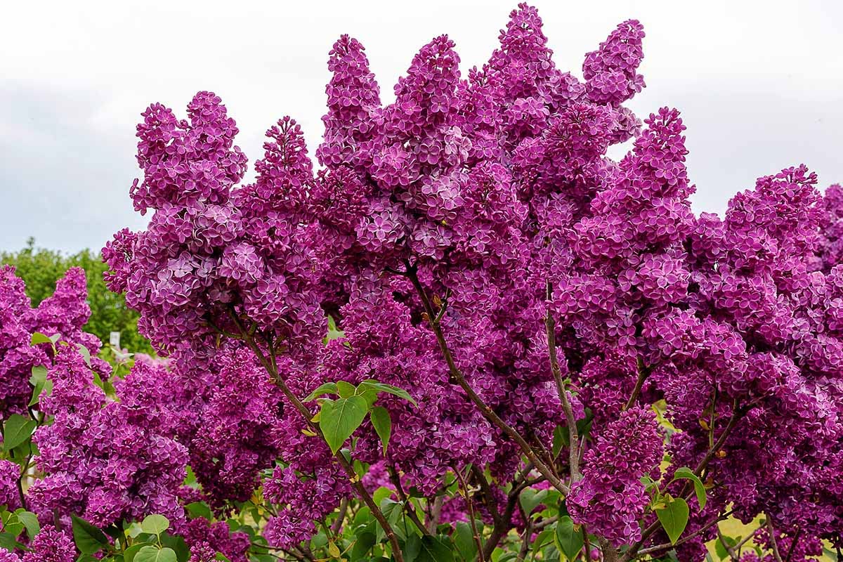 Lilac Plants Live Ready to Plant, 2 to 2.5 Feet Lilac Shrub, Purple Lilac Tree Live Plant, Purple Lilac Tree