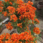 Sets 3 Climbing Bougainvillea Plants Live for Full Sun Trellis Tree, Shrub or Vine Bougainvillea Vibrant Bloom, Very Hardy, 5-9" Tall, Orange
