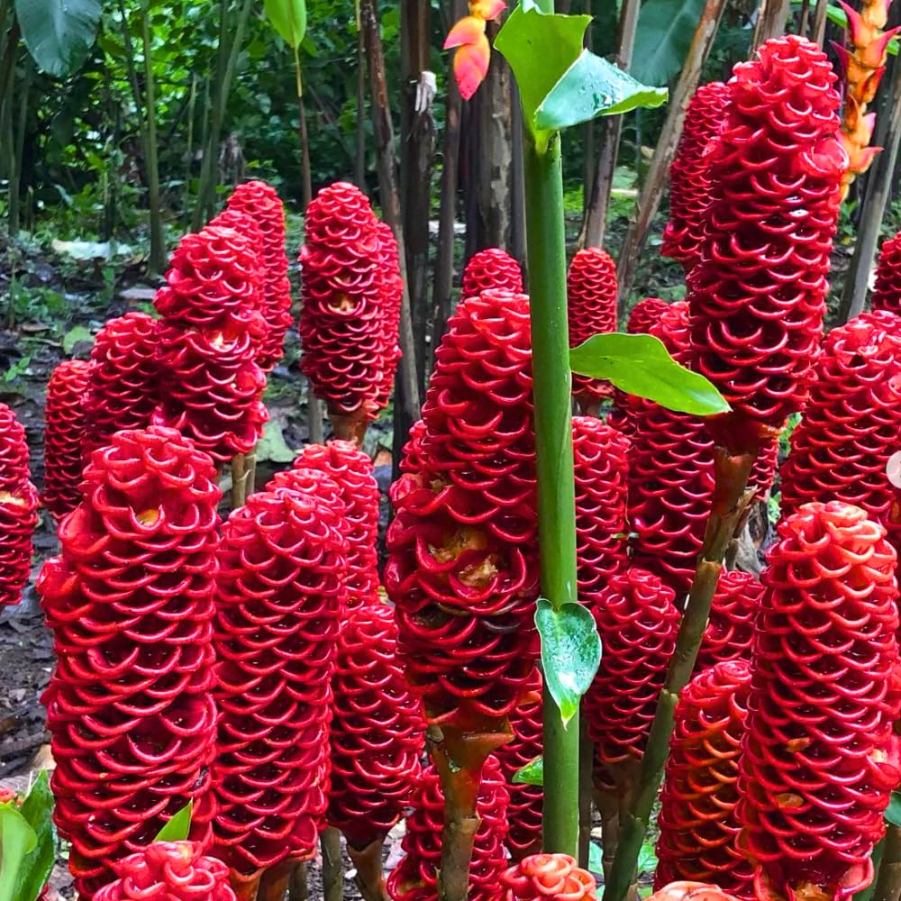 6 Red Shampoo Ginger Rhizomes Plant Live, Awapuhi Zingiber Zerumbet, Pinecone Blooms, Fresh Bulbs for Planting