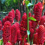 10 Awapuhi Pinecone Shampoo Ginger Rhizomes Plants, Red Ginger Plants, Fast Growing, Rare Plant for Outdoor Gardening, Fresh Bulbs