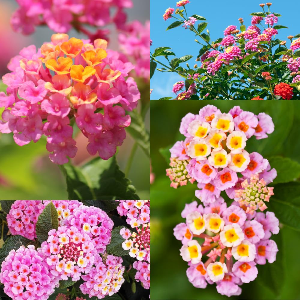 Pack 2 Lantana Live Plants for Planting, Hardy Perennial Lantana Bushes Well Rooted 4-7 Inches, Assorted Blooms (Pink Flowers)
