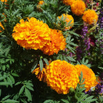 2 Marigold Plants, Orange Marigold Live Plants, Live Marigold Plants, 4 to 7 Inc Tall, Perennial Flower Planting