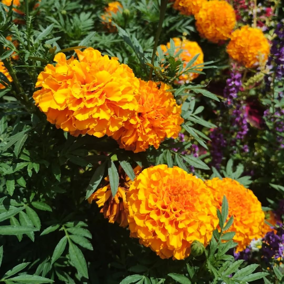 2 Marigold Plants, Orange Marigold Live Plants, Live Marigold Plants, 4 to 7 Inc Tall, Perennial Flower Planting