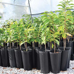 Common Pawpaw Tree Live Plant Size 1 Year Old, 6-12" Tall Dormant Paw Paw Seedling Plants, Well Rooted, Ornamental Fruit Asimina Triloba