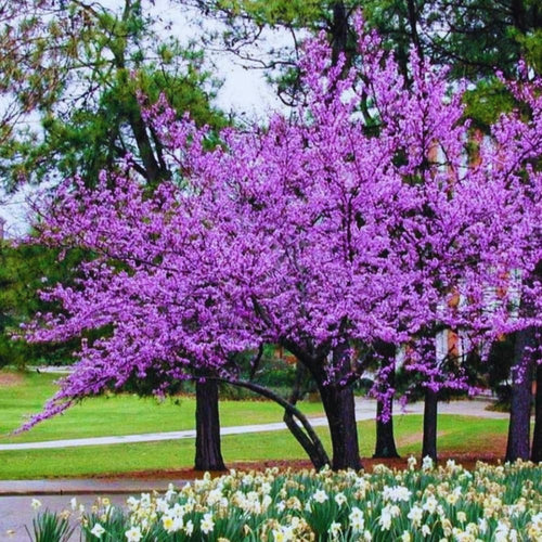 10 Eastern Redbud Trees Live Plants Bare Roots, Dormant, 12 to 24 Inc Tall Pink Flowering Ornamental Tree, Redbud Tree Eastern, Redbud Trees for Planting