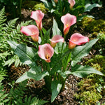 Calla Lily Bulbs for Planting, Calla Lily Bulbs, Vibrant Summer Blooming Flowers for Garden and Patio Planting (Pink Calla Lily Bulbs (Set 3))