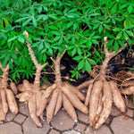 Yuca Cassava Plant Live in Pot, Grown from Cuttings for Planting, Sweet Manihot Root, Very Fast Growing 6-10 Inc in Tall, Easy to Roots
