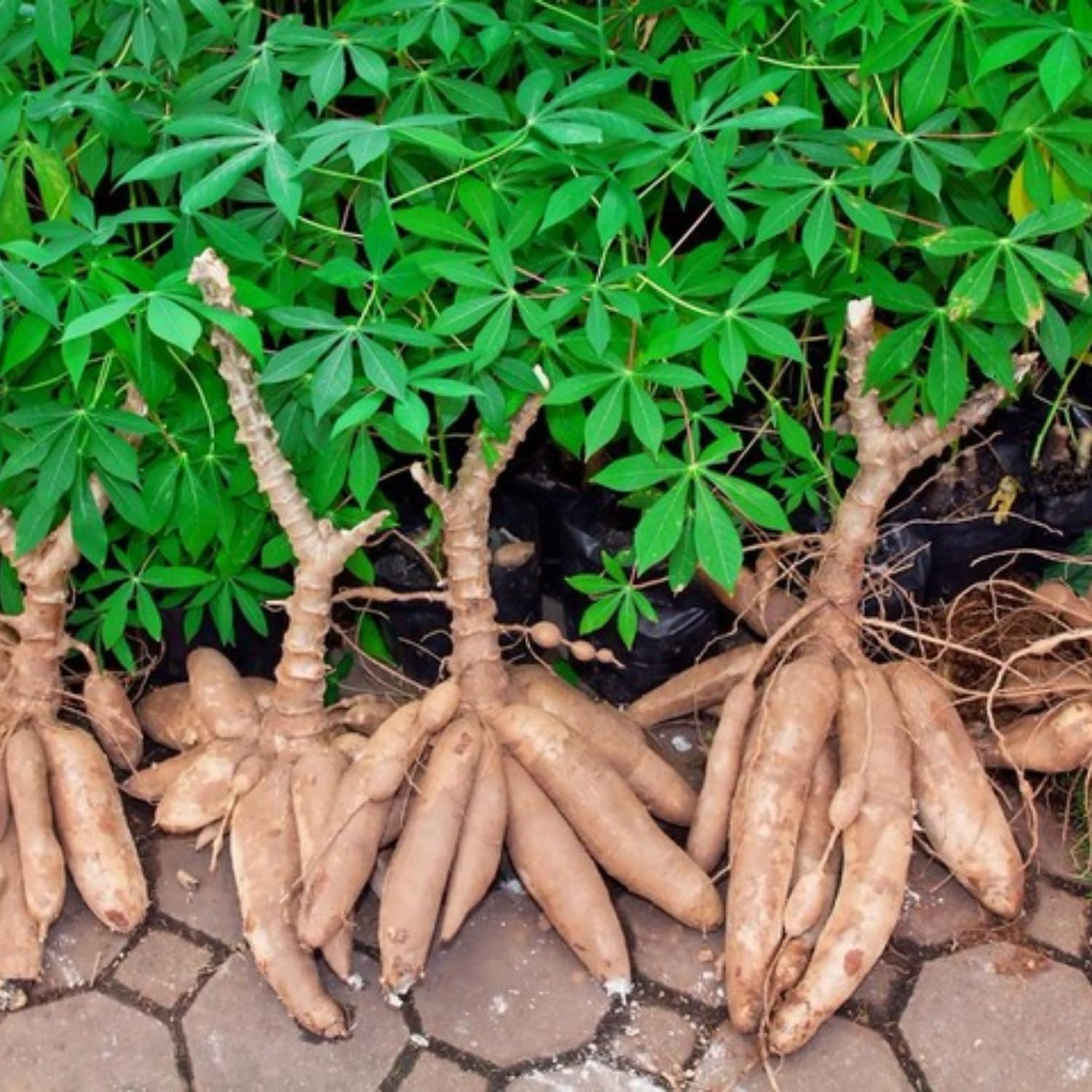 Yuca Cassava Plant Live in Pot, Grown from Cuttings for Planting, Sweet Manihot Root, Very Fast Growing 6-10 Inc in Tall, Easy to Roots