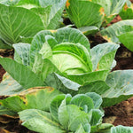 2 Cabbage Plants Live for Planting Outdoor Garden 4 to 6 Inches in 4 Inc Pot