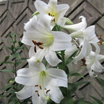 3 Large White Lily Bulbs, 4-6 Inch, White Lilies Bulbs, Flowering Bulb for Outdoor Garden Beds and Containers