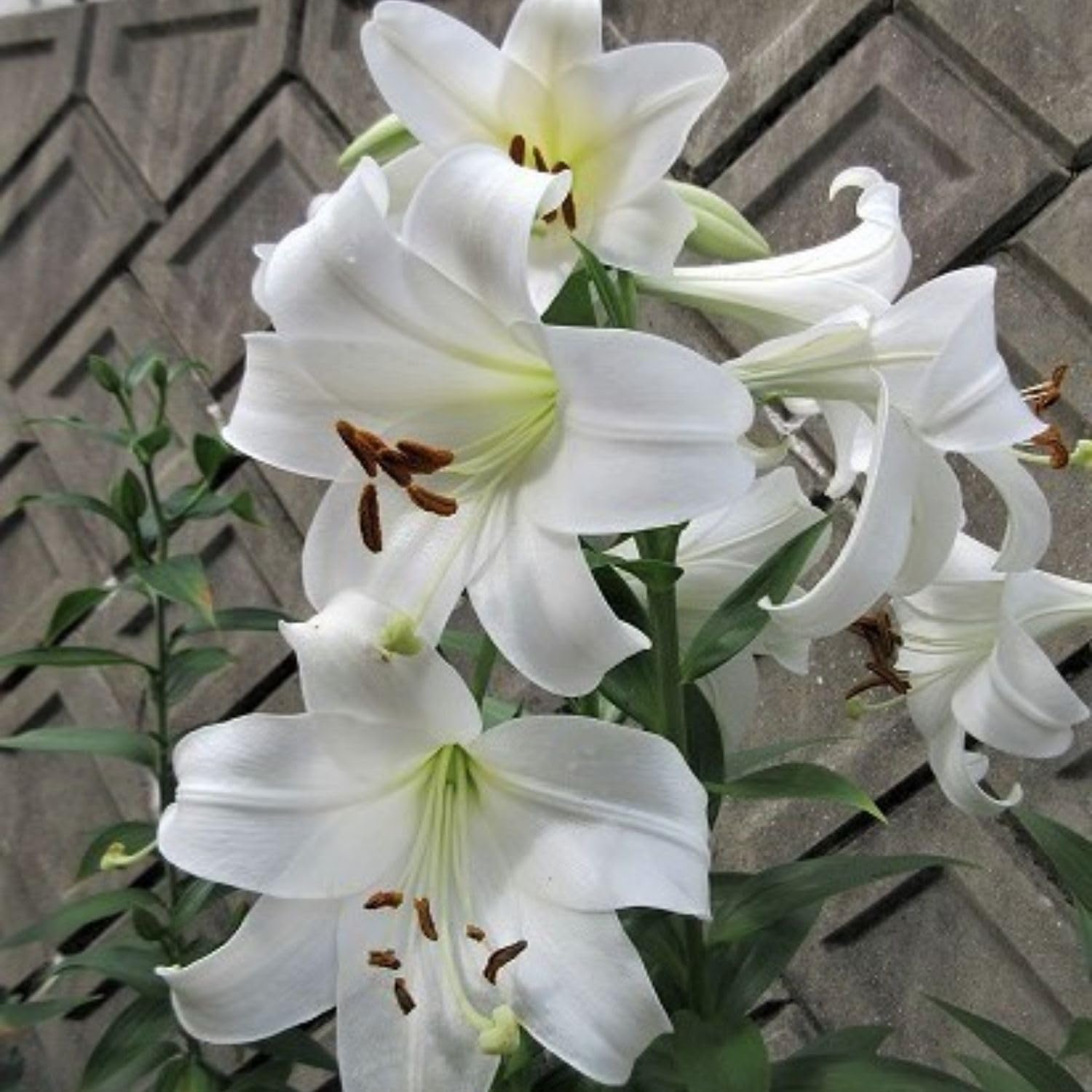 3 Large White Lily Bulbs, 4-6 Inch, White Lilies Bulbs, Flowering Bulb for Outdoor Garden Beds and Containers