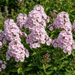 Phlox Plant, Soft Pink Phlox Plant in Plug, 2-3 Inches Tall, Hardy Perennial Flower for Outdoor Garden