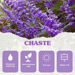 Vitex Blue Tree Live Plant, Chaste Tree, Blue Purple Flowering Vitex Shrub, 5-7 Inches Tall for Outdoor Planting