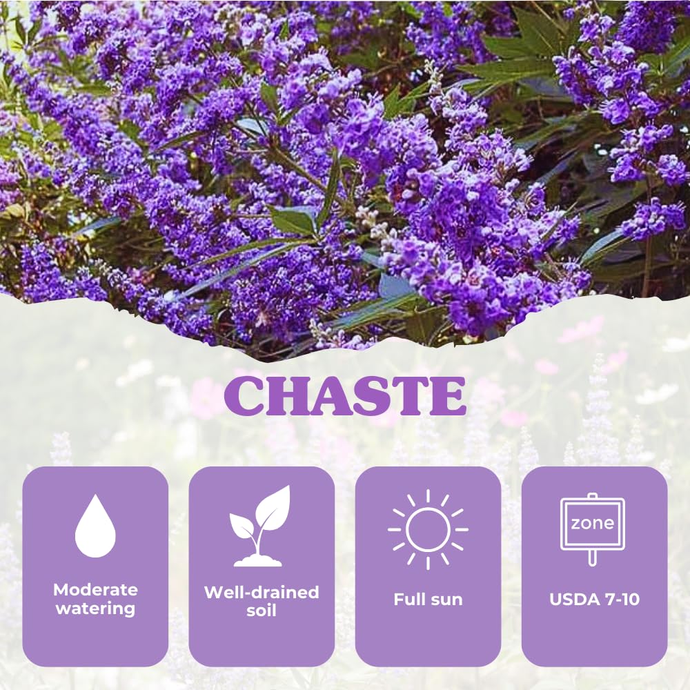 Vitex Blue Tree Live Plant, Chaste Tree, Blue Purple Flowering Vitex Shrub, 5-7 Inches Tall for Outdoor Planting