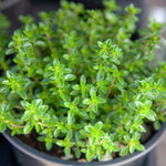 2 French Thyme Plant Live, 4-6 Inc Heights, Fragrant Herb for Indoor Outdoor Planting