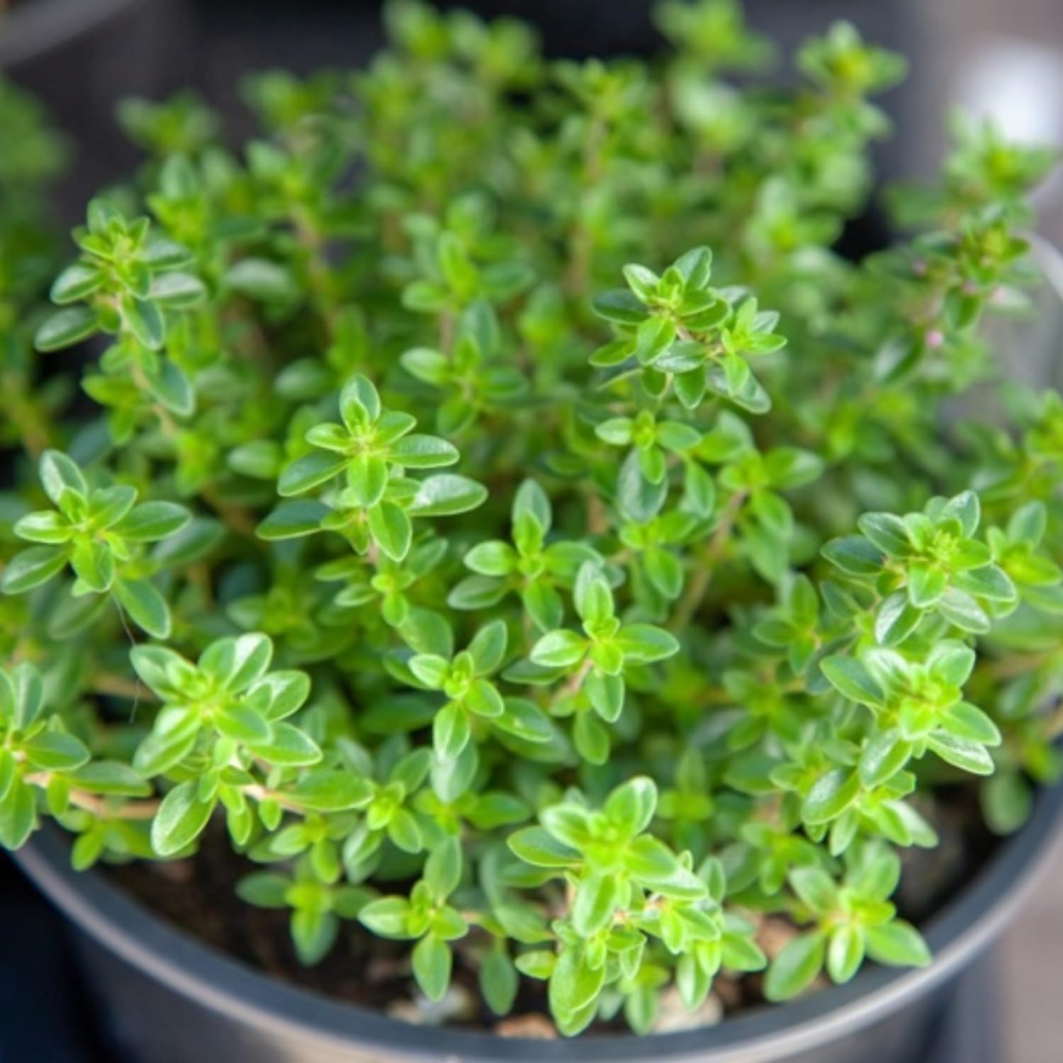 2 French Thyme Plant Live, 4-6 Inc Heights, Fragrant Herb for Indoor Outdoor Planting
