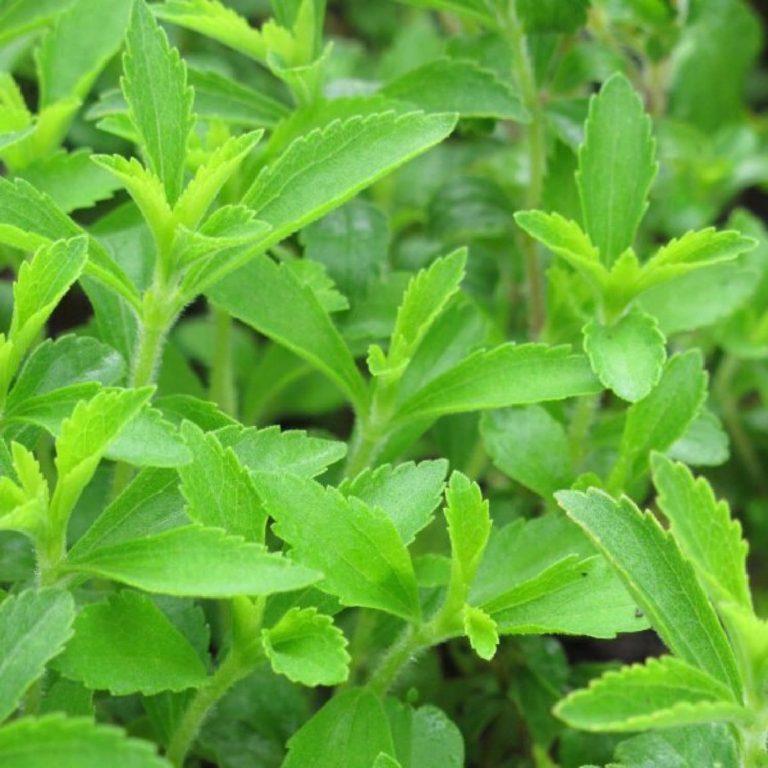 2 Stevia Live Plants, Stevia Plant Live for Planting Indoor Outdoor, Herb Plant Live Well Rooted Indoor Outdoor