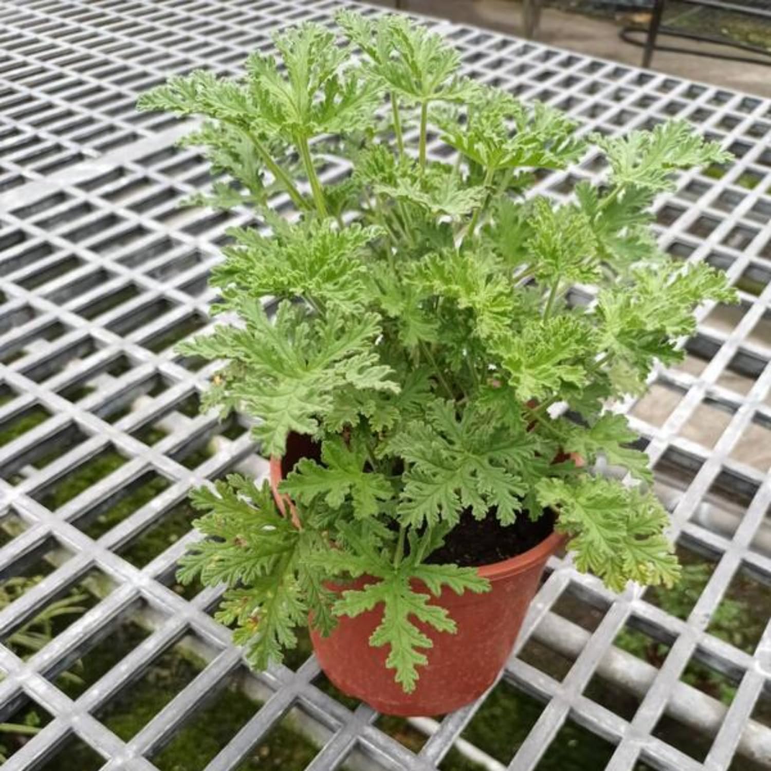 Set 2 of Citronella Plants Live, Citronella Live Plants, Live Citronella Plant Indoor Outdoor, Citronella Indoor Plant, Small Citronella Plants