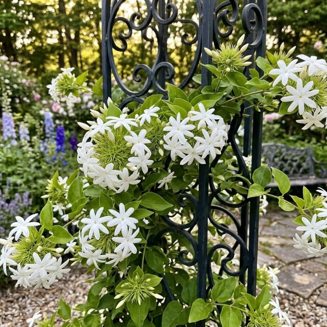 2 Grandiflora Jasmine Live Plants, Fragrant Flowering Shrubs, 4-6" Tall