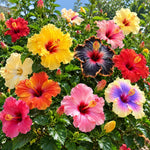 4 Hardy Hibiscus Live Plants, Flowering Shrub, Multicolor Blooms, 4-7" Tall