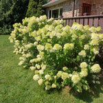Lime Hydrangea Live Plant in 2.5'' Pot, Hydrangea Bush Shrub Vibrant Blooms, Outdoor Garden, Ready to Grow