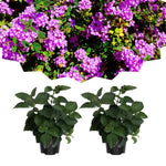 Pack 2 Lantana Live Plants for Planting, Hardy Perennial Lantana Bushes Well Rooted 4-7 Inches, Assorted Blooms (Purple Flowers)