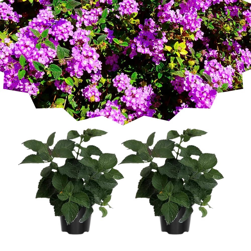 Pack 2 Lantana Live Plants for Planting, Hardy Perennial Lantana Bushes Well Rooted 4-7 Inches, Assorted Blooms (Purple Flowers)